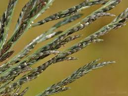 Image result for Leptochloa uniflora
