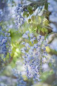 Wisteria By Jacky Parker Floral Art Via Flickr Beautiful Flowers Wisteria Flowers Photography