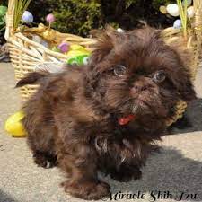 They come with akc registration, litter certificate, first. Shih Tzu Coat Colors