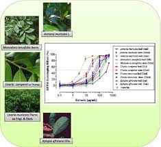 Image result for Thomandersia hensii