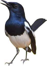 Harga burung kacer terbaru dan terlengkap gacor juara kacer betina bakalan anakan trotolan dari.harga burung kacer di pengaruhi oleh banyak hal, seperti jenis kelamin, umur dan. Gambar Burung Kacer Burung Kacer Vector 430x617 Png Clipart Download