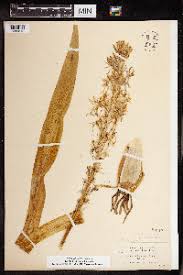 Image result for Chlorophytum angustissimum