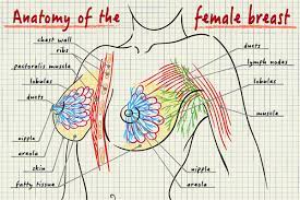 Breast Anatomy And Physiology Anatomy Drawing Diagram