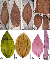 Image result for Rhamnaceae