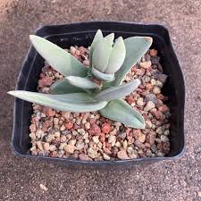 Image result for Crassula perfoliata
