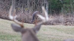 Timing South Carolinas Deer Rut