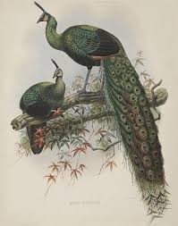 صور طيور لوحات فنية رائعة منتديات درر العراق Bird Prints Peacock Art Peacock