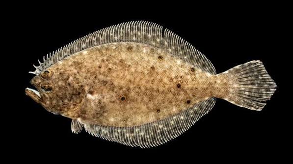 Summer flounder - Wikipedia