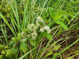 Image result for Sabicea bequaertii