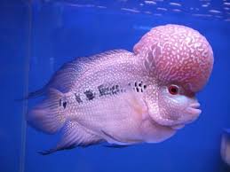 What Are The Kinds Of Fish You Can Put In Your Fish Tank Pouted Com Ocean Creatures Ocean Animals Deep Sea Creatures