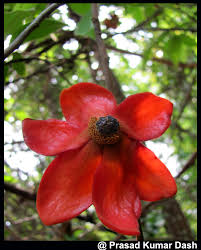 Image result for Uvaria tanzaniae