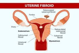 Uterus In Pregnancy Functions Position Size More