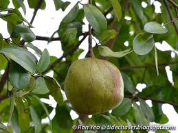 Image result for Xylocarpus