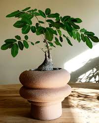 Image result for Phyllanthus mendesii