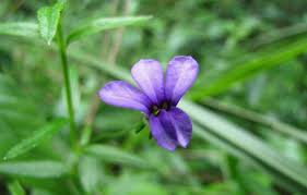 Image result for Monopsis