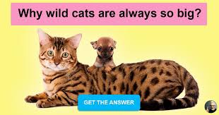 They all have their strengths and weaknesses, but they play a crucial part in the ecosystem. If There Are Big Cats Why Are There No Big Dogs Quizzclub