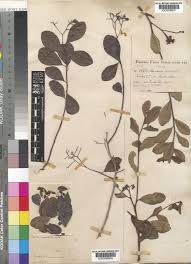 Image result for Hilsenbergia petiolaris