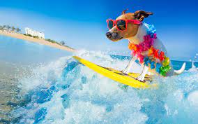 Plus, learn bonus facts about your favorite movies. Have You Ever Tried Surfing Quiz Wonderopolis