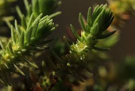 Image result for Crassula lanceolata