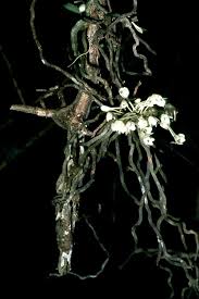 Image result for Rhipidoglossum densiflorum
