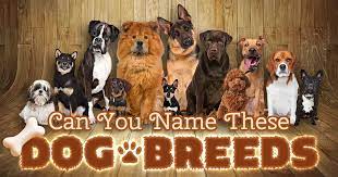 Learn about the characteristics and behaviors of your dog's breed and group. Can You Name These Dog Breeds