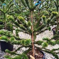 I have a monkey puzzle tree for sale. Monkey Puzzle Tree Araucaria Araucana Chilean Pine London Uk