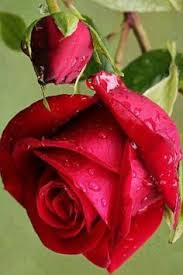 We did not find results for: 350 Idee Su Rose Nel 2021 Fiori Bellissimi Fiori Foto Di Fiori