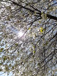 Free for commercial use no attribution required high quality images. Under My Beautiful Ornamental Pear Tree Bonus It Smells Great And Looks Like You Re In The Movie Legend When The Petals Are Blowing Around Marijuanaenthusiasts