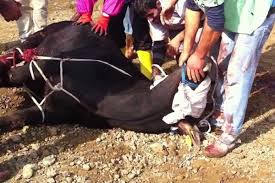 Kurban Keserken Besmele Cekilmesinin Hukmu Nedir Timeturk Haber