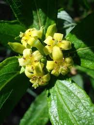 Image result for Rytigynia bridsoniae