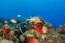 Rich volcanic soil provides a wonder you can experience while snorkeling or scuba diving: Dominica Champagnerriff