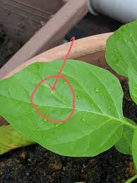 Rembesan manisan menyebabkan pertumbuhan jelaga yang menghalang proses fotosintesis. Diy Racun Ulat Daun Bena Putih Guna Sabun Pinggan Je Jimat Berkesan Pokok Makin Sihat