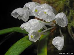 Image result for Podangis dactyloceras