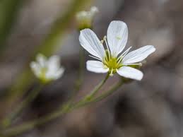 Image result for Parquetina calophylla