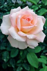 Art good morning images good morning images whatsaap status nice good morning images good morning wishes images good morning love images romantic love good morning images sweet good morning images unique. Beautiful Whatsapp Dp Flower Images Free Download Hd Wallpapers