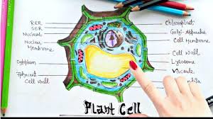 Eukaryotic organelles (animal cell and plant cell): How To Draw Plant Cell Step By Step Tutorial For Project Work And Examination Easily Youtube