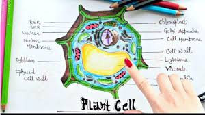 **this would have been even better if i'd had m&ms, much sadness. How To Draw Plant Cell Step By Step Tutorial For Project Work And Examination Easily Youtube
