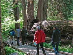 To enter the grove of the patriarchs, a short trail leads out to an island surrounded by the ohanapecosh river. Day Hiking At Mount Rainier Mount Rainier National Park U S National Park Service