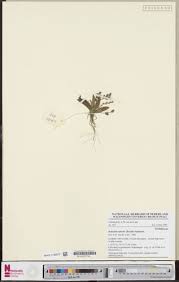 Image result for Bolusiella talbotii