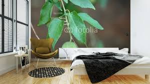 Image result for Croton megalobotrys