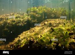 Image result for Podostemaceae