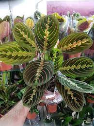 موسوعة نباتات الزينة بالصور والاسماء