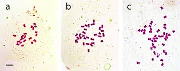 Karyotype study includes the determination of chromosome number together with their. Scielo Brasil Ecological Setup Ploidy Diversity And Reproductive Biology Of I Paspalum Modestum I A Promising Wetland Forage Grass From South America Ecological Setup Ploidy Diversity And Reproductive Biology Of I Paspalum Modestum I