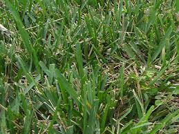 Augustine grass will actually thrive in warmer climates and prefers to be in a tropical area. St Augustine Grass Gardening Solutions University Of Florida Institute Of Food And Agricultural Sciences