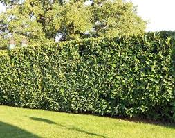 No matter the reason, the best. Top 7 Fast Growing Hedge Plants Best4hedging Best4hedging
