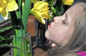 Daffodils in bloom at Antiques, Garden & Design Show