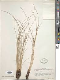 Image result for Coleochloa
