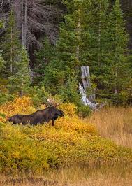Animals that live in wyoming. Best Places In Wyoming For Viewing Wildlife Visit Laramie