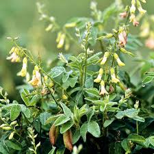 Image result for Astragalus atropilosulus