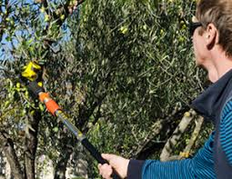 Les Differentes Methodes De Recolte Des Olives Novaxion Oleiculture